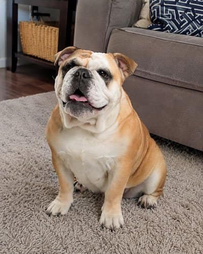 An everyday phone photo of Toby the bulldog