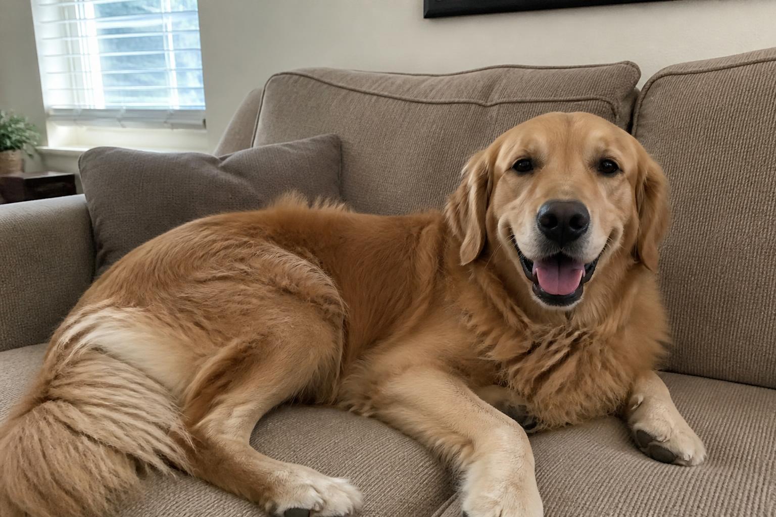 The ordinary phone photo of the same pet before their transformation